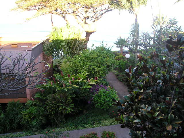 Maui Apartments For Rent Long Term Maui Apartments For Rent Long Term